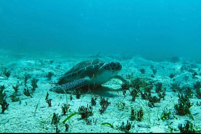 Tortola Private Tour and Snorkeling in the most beautiful beaches - Sage Mountain adds a cool forest walk