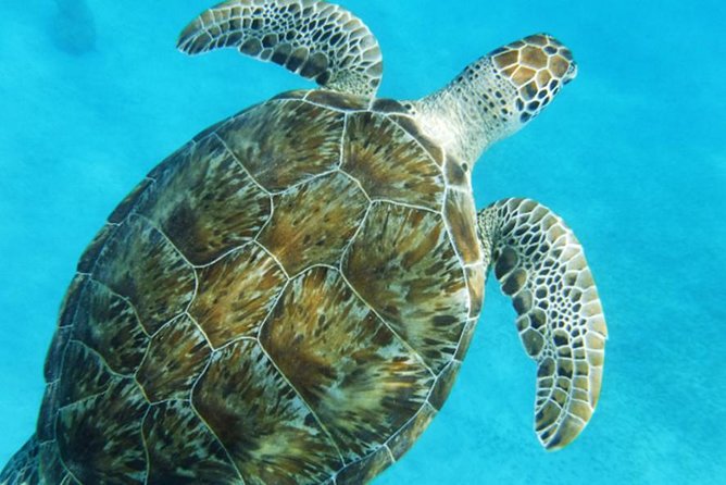 Turtle Cove Catamaran Snorkel and Sail at Little Buck Island STT - The sail back, snacks, and open bar