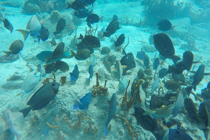 Turtle Cove Catamaran Snorkel and Sail at Little Buck Island STT - Who will enjoy this trip most?