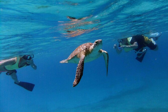 A snorkeler above green turtles in the shallows off St Thomas