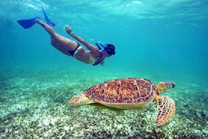 Turtle Snorkel Sail on Buck Island from Frenchman's Reef - Key points at a glance