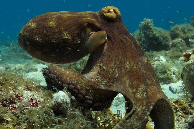 Two-Tank Dive for Certified Diving in St Thomas - Key points for your St Thomas boat trip