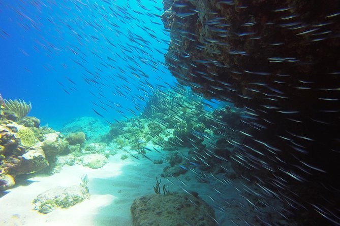 Two-Tank Dive for Certified Diving in St Thomas - What the $189 price includes