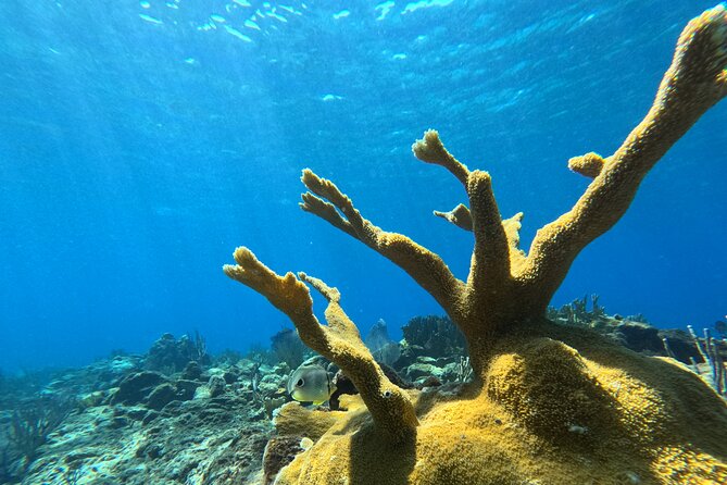 Visit Secret beaches and enjoy private guided Snorkel tour - Who will get the most from this tour