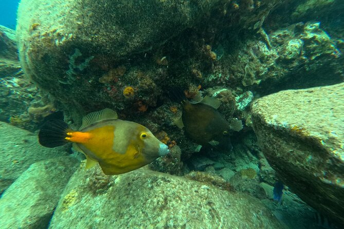 Visit Secret beaches and enjoy private guided Snorkel tour - Brewers Bay offers a quieter hour